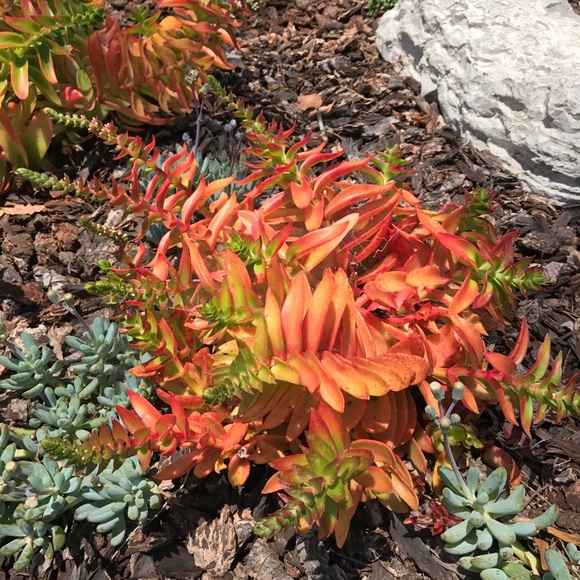 Meet your Posher, Diana - Picture 1 of 1